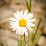 Michaela Myers - @verdant_lens - Instagram
