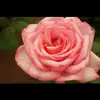 Michaela Nolan - @michaela0156 - TikTok