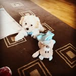 Michaela Pohl - @little_grinsekatze - Instagram