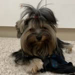 𝓜𝓲𝓬𝓱𝓪𝓮𝓵𝓪 🌸 - @michaela_york_terrier - Instagram