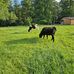 Michael Lamb - Facebook