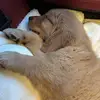 Micheal Larson - @micheal.larson70 - TikTok