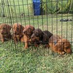 Micheal Perry puppies - @dachshund_doxie_puppies - Instagram