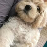 Micheal Tyler - @michealtyler_ - Instagram