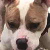 Micheal walker - @helpsavemax0 - TikTok