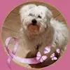 michelbourdeaudhu - @michelbourdeaudhu - TikTok
