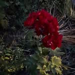 Michel Corbeil - @michel.corbeil.106 - Instagram