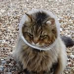 Michel Cormier - @michel.cormier.735 - Instagram