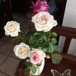 Michel Cormier - @cormiette37230 - Instagram