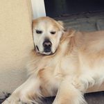 Michel Fleury - @jenmiden - Instagram