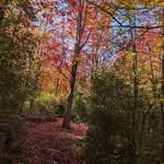Michel Leduc - @maleduc1 - Instagram