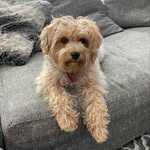 Linda Poirier Michel Lessard - @yorkipoo2831bella - Instagram