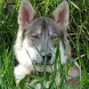 Michel Marchand - @michel.marchand35 - TikTok