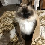 Michele Andersen - @mushandmisha - Instagram