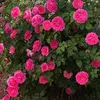 michelebachman78 - @michelebachman78 - TikTok