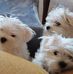 Michele Bean - Facebook