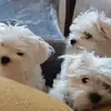 Michele Bean - @michele.bean7 - TikTok