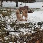 Michele Bessette - @tobylousmom - Instagram