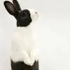 Michelle Blank - @michelle.blank55 - TikTok
