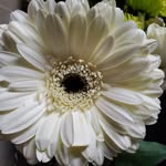 Michele Bethel Blevins - @micheleblevins77 - Instagram