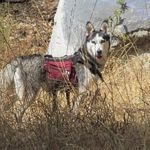 Michele Buck - @snowdog26 - Instagram