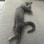 Michele Burt - @gma_gizmo_girl - Instagram