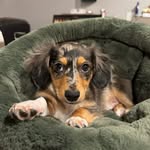 Michele Busch - @wookie_doxiechi - Instagram