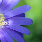 Michelle Cartwright - @fleuriblossom - Instagram