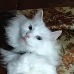 Michele Clear - @echokallah - Instagram