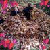 Michele Cobb - Facebook