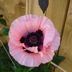 Michele Collison - Facebook