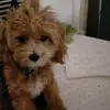 Michele Covelli - @michele.covelli4 - TikTok
