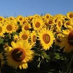 Michelle Dearborn - @chellbill - Instagram