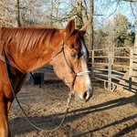 Michelle Derrick - @hopeforhooves2020 - Instagram