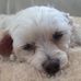Michelle Dowd - Facebook