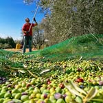 Michele Fallone - @az.agricola_fallone_michele - Instagram