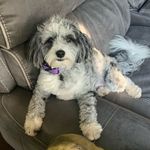 Michele Ferris - @harley_stella_bffs - Instagram