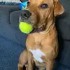 MicheleFields - @oharahfwjiv - TikTok