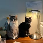 Michele R Gentry - @michele_and_her_furry_friends_ - Instagram