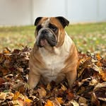Michele Guinan - @_piper_the_bully - Instagram