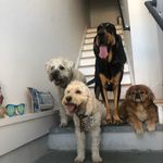 Michele Marucci-Haag - @doglover502 - Instagram