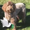 Michele Haas - @michele.haas4 - TikTok