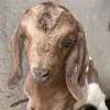 Michele Hammond - @michele.hammond2 - TikTok