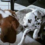 Michele Heim - @hemi_66 - Instagram