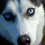 Michele Hinkle Louthan - @dogonwalks - Instagram