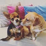 Michele Kemp - @micheles_home_and_garden - Instagram