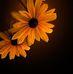 Michele Land - Facebook