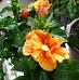 Michele Lemonnier - Facebook