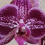 Michèle Lutz - @michele.lutz67 - Instagram
