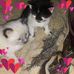 Michele McMahon - Facebook